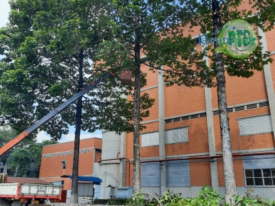 Dịch Vụ Chăm Sóc - Bảo Trì Cây Kiểng