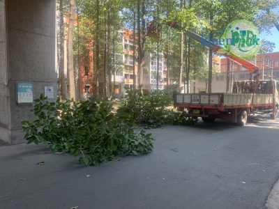 Dịch vụ chăm sóc cây cảnh