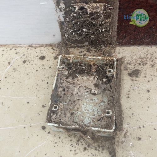 Dịch vụ diệt mối tại Bình Dương