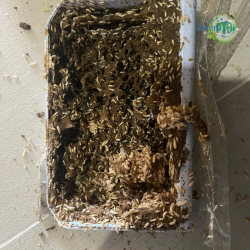 Dịch vụ diệt mối tại Bình Dương